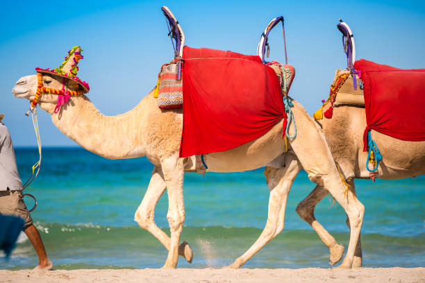 Djerba plage